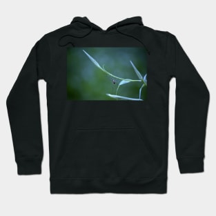 Spider on Goatsbeard Plant Hoodie